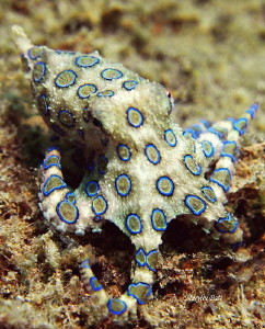 Lovely Blue ringed Octopus came out to pose in the daylight. by Marylin Batt 